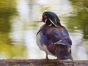 Wood Duck 