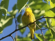 Yellow Warbler welcomes the morning