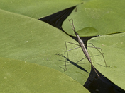 Brown Water Scorpion