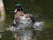 Wood Duck Male