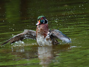 Wood Duck Male