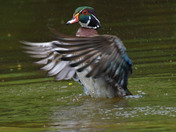 Wood Duck Male
