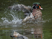Wood Duck Male