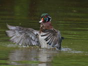 Wood Duck Male