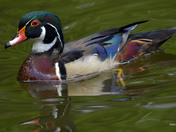 Wood Duck Male