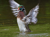 Wood Duck Male