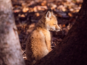 Blinded by the Light