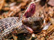 Too Close for Comfort