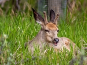 Deer Photoshoot In The Park
