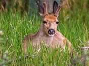 Deer Smiling