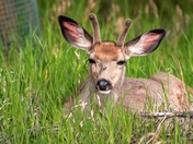 Relaxed Deer In The Grass