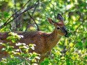 Deer Eating Leaves In The Park