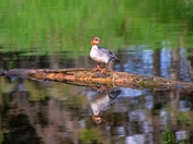 Merganser By The Water