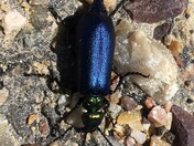 Amazing in miniature