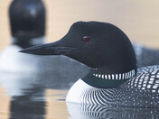 Morning Loons