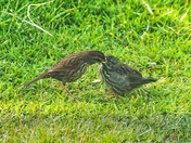 Mouth to Mouth Regurgitation