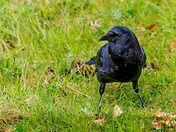 Something to Crow About