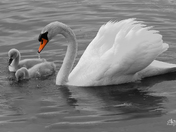 Mute Swan & Cygnets