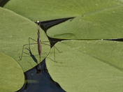 Brown Water Scorpion