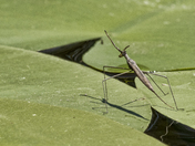 Brown Water Scorpion