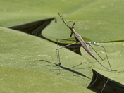 Brown Water Scorpion