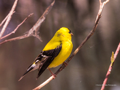 American Goldfinch