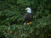 Kiss an Eagle Good Morning