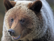Close up Grizzly