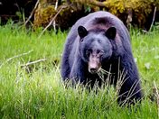 Munching Bear