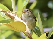 Hiding from the crows
