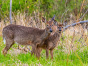Virginia Deer fawn curiosity