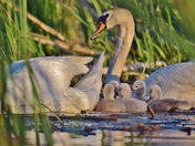 Mute swan cygnets.