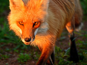 Red Fox at Sunset