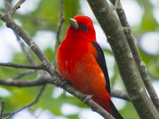 Scarlet Tanager