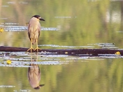 Heron on the pond