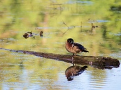 Wood Duck on Log