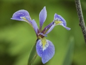 Iris by the lake