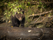 Grizzly Cub
