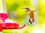 Fighting Off the Competition