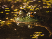 Bullfrog Reflections 