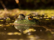 Bullfrog Reflections 