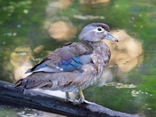 Female Wood Duck