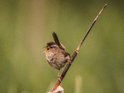 Marsh Wren