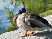 Um, I'm trying to nap...