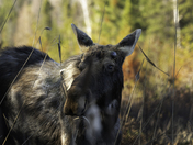 Early Spring Moose