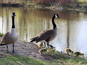 Geese & Goslings