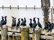 Showing their Colours