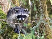 Calm Racoon