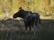 Moose By Lake Of Two Rivers