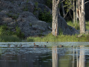 Merganser Family